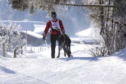 Lenk 2013